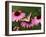 Tiger Swallowtail Butterfly on Purple Coneflower, Kentucky, USA-Adam Jones-Framed Premium Photographic Print