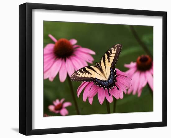 Tiger Swallowtail Butterfly on Purple Coneflower, Kentucky, USA-Adam Jones-Framed Premium Photographic Print
