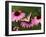 Tiger Swallowtail Butterfly on Purple Coneflower, Kentucky, USA-Adam Jones-Framed Premium Photographic Print