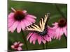 Tiger Swallowtail Butterfly on Purple Coneflower, Kentucky, USA-Adam Jones-Mounted Premium Photographic Print