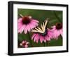 Tiger Swallowtail Butterfly on Purple Coneflower, Kentucky, USA-Adam Jones-Framed Photographic Print