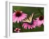 Tiger Swallowtail Butterfly on Purple Coneflower, Kentucky, USA-Adam Jones-Framed Photographic Print