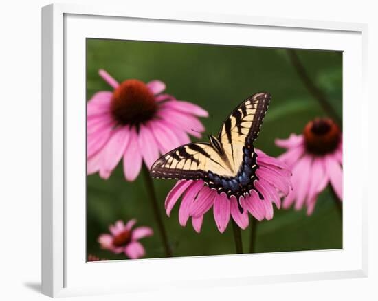 Tiger Swallowtail Butterfly on Purple Coneflower, Kentucky, USA-Adam Jones-Framed Photographic Print