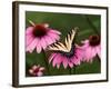 Tiger Swallowtail Butterfly on Purple Coneflower, Kentucky, USA-Adam Jones-Framed Photographic Print