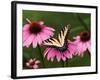 Tiger Swallowtail Butterfly on Purple Coneflower, Kentucky, USA-Adam Jones-Framed Photographic Print