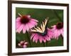 Tiger Swallowtail Butterfly on Purple Coneflower, Kentucky, USA-Adam Jones-Framed Photographic Print