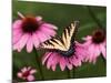 Tiger Swallowtail Butterfly on Purple Coneflower, Kentucky, USA-Adam Jones-Mounted Photographic Print