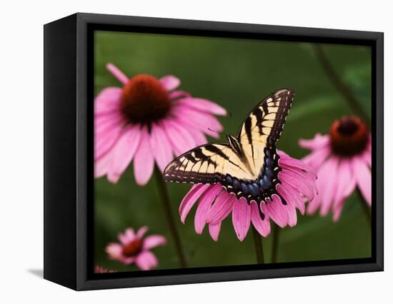 Tiger Swallowtail Butterfly on Purple Coneflower, Kentucky, USA-Adam Jones-Framed Stretched Canvas