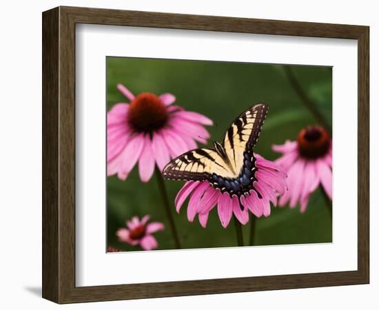 Tiger Swallowtail Butterfly on Purple Coneflower, Kentucky, USA-Adam Jones-Framed Photographic Print