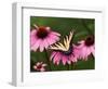 Tiger Swallowtail Butterfly on Purple Coneflower, Kentucky, USA-Adam Jones-Framed Photographic Print