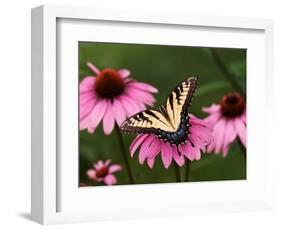 Tiger Swallowtail Butterfly on Purple Coneflower, Kentucky, USA-Adam Jones-Framed Photographic Print