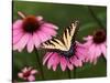 Tiger Swallowtail Butterfly on Purple Coneflower, Kentucky, USA-Adam Jones-Stretched Canvas