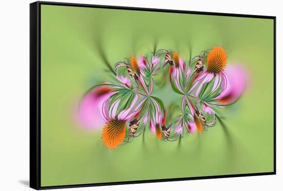 Tiger Swallowtail butterfly on purple coneflower, Kentucky-Adam Jones-Framed Stretched Canvas