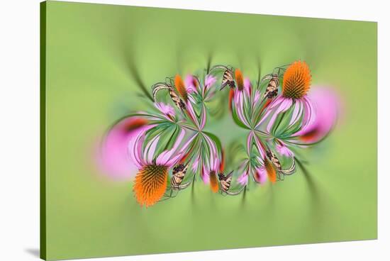 Tiger Swallowtail butterfly on purple coneflower, Kentucky-Adam Jones-Stretched Canvas