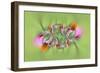 Tiger Swallowtail butterfly on purple coneflower, Kentucky-Adam Jones-Framed Photographic Print