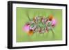 Tiger Swallowtail butterfly on purple coneflower, Kentucky-Adam Jones-Framed Photographic Print