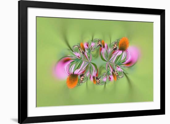 Tiger Swallowtail butterfly on purple coneflower, Kentucky-Adam Jones-Framed Photographic Print