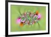 Tiger Swallowtail butterfly on purple coneflower, Kentucky-Adam Jones-Framed Photographic Print