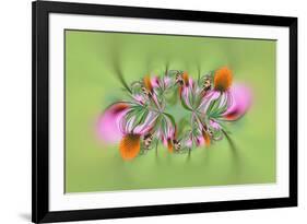 Tiger Swallowtail butterfly on purple coneflower, Kentucky-Adam Jones-Framed Photographic Print