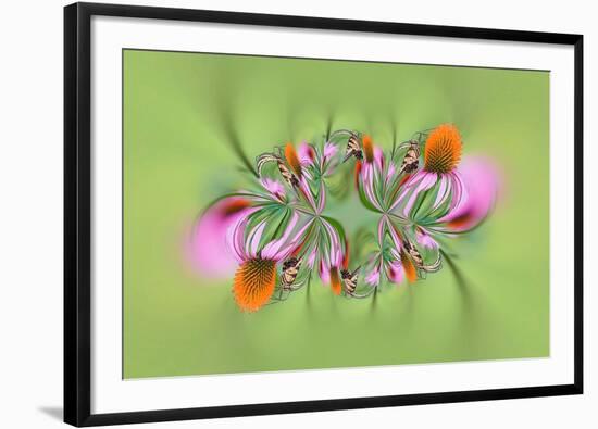 Tiger Swallowtail butterfly on purple coneflower, Kentucky-Adam Jones-Framed Photographic Print