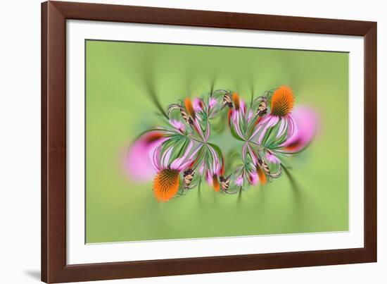 Tiger Swallowtail butterfly on purple coneflower, Kentucky-Adam Jones-Framed Photographic Print