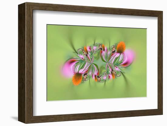 Tiger Swallowtail butterfly on purple coneflower, Kentucky-Adam Jones-Framed Photographic Print