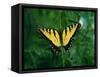 Tiger Swallowtail Butterfly-Jim Zuckerman-Framed Stretched Canvas