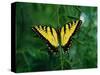 Tiger Swallowtail Butterfly-Jim Zuckerman-Stretched Canvas