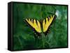 Tiger Swallowtail Butterfly-Jim Zuckerman-Framed Stretched Canvas