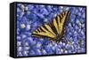 Tiger Swallowtail Butterfly-Steve Terrill-Framed Stretched Canvas