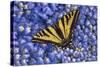 Tiger Swallowtail Butterfly-Steve Terrill-Stretched Canvas