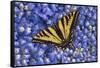 Tiger Swallowtail Butterfly-Steve Terrill-Framed Stretched Canvas