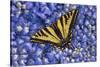 Tiger Swallowtail Butterfly-Steve Terrill-Stretched Canvas