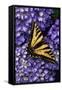 Tiger Swallowtail Butterfly-Steve Terrill-Framed Stretched Canvas