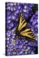 Tiger Swallowtail Butterfly-Steve Terrill-Stretched Canvas