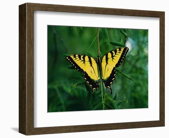 Tiger Swallowtail Butterfly-Jim Zuckerman-Framed Photographic Print