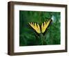 Tiger Swallowtail Butterfly-Jim Zuckerman-Framed Photographic Print