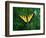 Tiger Swallowtail Butterfly-Jim Zuckerman-Framed Photographic Print