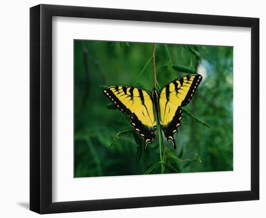 Tiger Swallowtail Butterfly-Jim Zuckerman-Framed Photographic Print