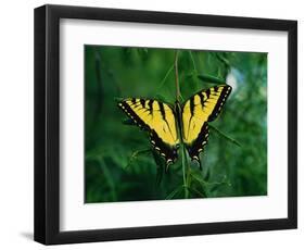 Tiger Swallowtail Butterfly-Jim Zuckerman-Framed Photographic Print