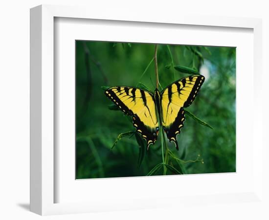 Tiger Swallowtail Butterfly-Jim Zuckerman-Framed Photographic Print