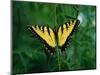 Tiger Swallowtail Butterfly-Jim Zuckerman-Mounted Photographic Print