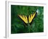 Tiger Swallowtail Butterfly-Jim Zuckerman-Framed Photographic Print