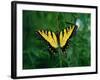 Tiger Swallowtail Butterfly-Jim Zuckerman-Framed Photographic Print