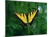 Tiger Swallowtail Butterfly-Jim Zuckerman-Mounted Photographic Print