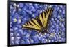 Tiger Swallowtail Butterfly-Steve Terrill-Framed Photographic Print