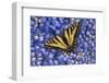 Tiger Swallowtail Butterfly-Steve Terrill-Framed Photographic Print