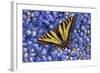 Tiger Swallowtail Butterfly-Steve Terrill-Framed Photographic Print