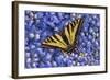 Tiger Swallowtail Butterfly-Steve Terrill-Framed Photographic Print