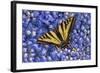 Tiger Swallowtail Butterfly-Steve Terrill-Framed Photographic Print